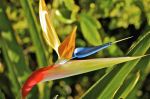 Bird Of Paradise